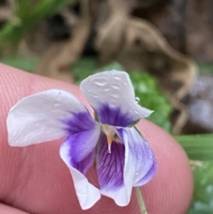 Viola banksii (Native Violet) at Culburra Beach, NSW - 27 Jan 2023 by Tapirlord