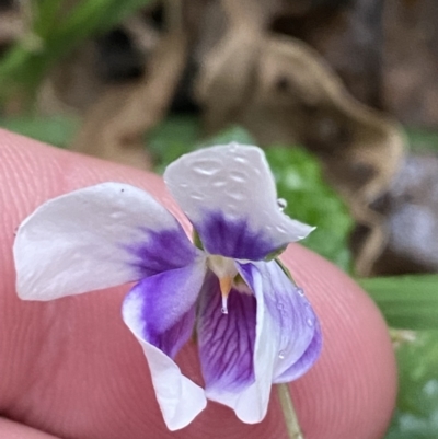 Viola banksii (Native Violet) at Lake Wollumboola Walking Track - 27 Jan 2023 by Tapirlord
