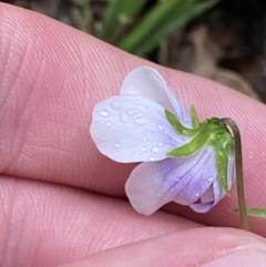 Viola banksii at Culburra Beach, NSW - 27 Jan 2023 05:57 PM