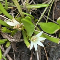 Selliera radicans (Shiny Swamp-mat) at Culburra Beach, NSW - 27 Jan 2023 by Tapirlord