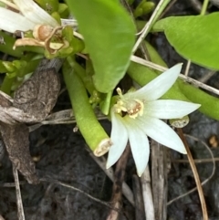 Selliera radicans at Culburra Beach, NSW - 27 Jan 2023