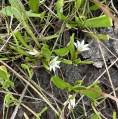 Goodenia radicans at Culburra Beach, NSW - 27 Jan 2023