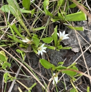 Goodenia radicans at Culburra Beach, NSW - 27 Jan 2023