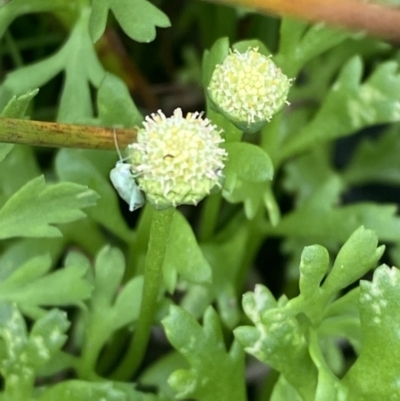 Leptinella longipes at Culburra Beach, NSW - 27 Jan 2023 by Tapirlord