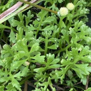 Leptinella longipes at Culburra Beach, NSW - 27 Jan 2023