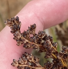 Juncus kraussii subsp. australiensis (Sea Rush) at Jervis Bay National Park - 27 Jan 2023 by Tapirlord