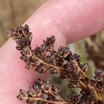 Juncus kraussii subsp. australiensis (Sea Rush) at Culburra Beach, NSW - 27 Jan 2023 by Tapirlord