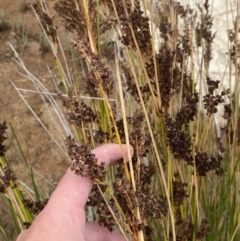 Juncus kraussii subsp. australiensis at Culburra Beach, NSW - 27 Jan 2023 05:13 PM