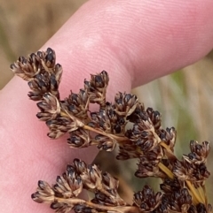 Juncus kraussii subsp. australiensis at Culburra Beach, NSW - 27 Jan 2023 05:13 PM