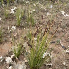 Juncus kraussii subsp. australiensis at Culburra Beach, NSW - 27 Jan 2023 05:13 PM