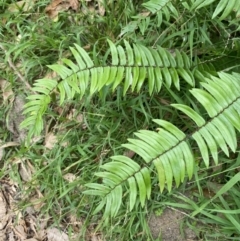 Pellaea falcata (Sickle Fern) at Culburra Beach - Lake Wollumboola Bushcare - 27 Jan 2023 by Tapirlord