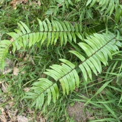 Pellaea falcata at Culburra Beach, NSW - suppressed