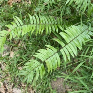 Pellaea falcata at Culburra Beach, NSW - suppressed