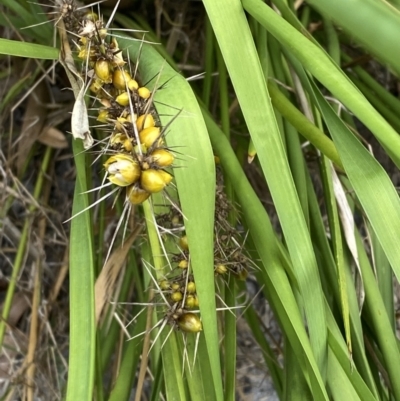 Lomandra longifolia (Spiny-headed Mat-rush, Honey Reed) at Culburra Beach, NSW - 27 Jan 2023 by Tapirlord