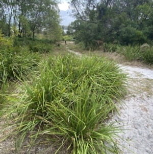 Lomandra longifolia at Culburra Beach, NSW - 27 Jan 2023