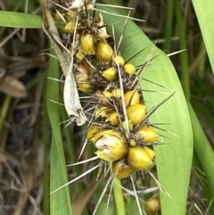 Lomandra longifolia at Culburra Beach, NSW - 27 Jan 2023