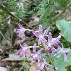 Dipodium variegatum at Culburra Beach, NSW - 27 Jan 2023