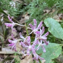 Dipodium variegatum at Culburra Beach, NSW - suppressed