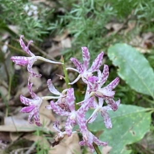 Dipodium variegatum at Culburra Beach, NSW - 27 Jan 2023