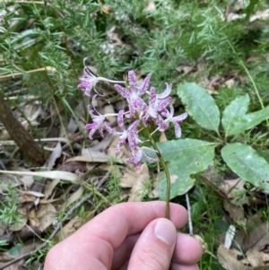 Dipodium variegatum at Culburra Beach, NSW - 27 Jan 2023