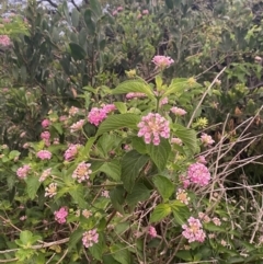 Lantana camara (Lantana) at Culburra Beach, NSW - 26 Jan 2023 by Tapirlord