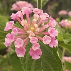 Lantana camara at Culburra Beach, NSW - 26 Jan 2023 08:06 PM