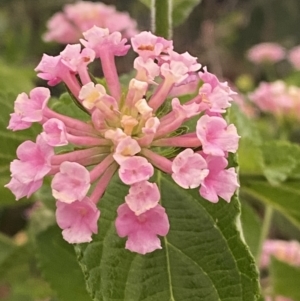 Lantana camara at Culburra Beach, NSW - 26 Jan 2023 08:06 PM