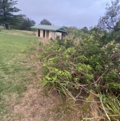 Lantana camara at Culburra Beach, NSW - 26 Jan 2023 08:06 PM