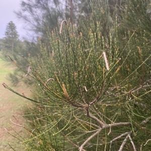 Casuarina glauca at Culburra Beach, NSW - 26 Jan 2023