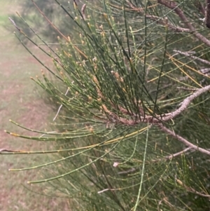 Casuarina glauca at Culburra Beach, NSW - 26 Jan 2023 08:05 PM