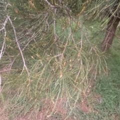 Casuarina glauca at Culburra Beach, NSW - 26 Jan 2023 08:05 PM