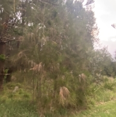 Casuarina glauca at Culburra Beach, NSW - 26 Jan 2023