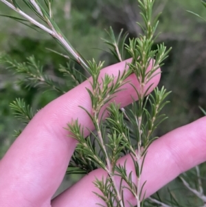 Melaleuca ericifolia at Culburra Beach, NSW - 26 Jan 2023