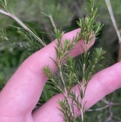 Melaleuca ericifolia at Culburra Beach, NSW - 26 Jan 2023