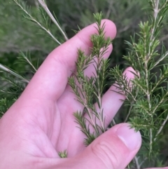 Melaleuca ericifolia at Culburra Beach, NSW - 26 Jan 2023