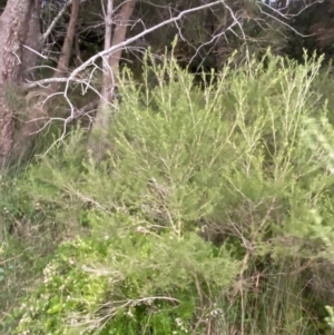Melaleuca ericifolia at Culburra Beach, NSW - 26 Jan 2023