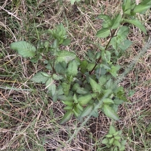 Bidens pilosa at Culburra Beach, NSW - 26 Jan 2023 08:04 PM