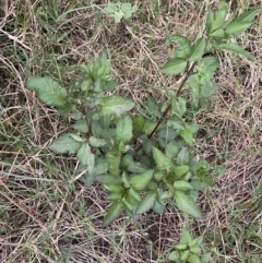 Bidens pilosa at Culburra Beach, NSW - 26 Jan 2023 08:04 PM