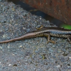 Eulamprus heatwolei (Yellow-bellied Water Skink) at Paddys River, ACT - 5 Feb 2023 by regeraghty