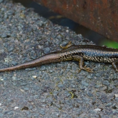 Eulamprus heatwolei (Yellow-bellied Water Skink) at Tidbinbilla Nature Reserve - 5 Feb 2023 by regeraghty