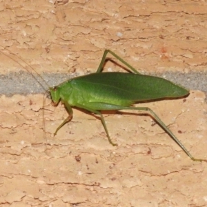 Caedicia simplex at Wanniassa, ACT - 7 Feb 2023 09:31 PM