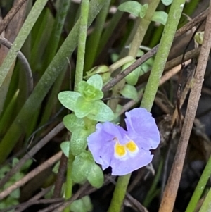 Thyridia repens at Wollumboola, NSW - 27 Jan 2023 06:09 PM