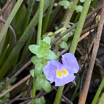 Thyridia repens (Creeping Monkey Flower) at Wollumboola, NSW - 27 Jan 2023 by Tapirlord