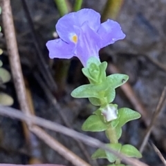 Thyridia repens at Wollumboola, NSW - 27 Jan 2023 06:09 PM