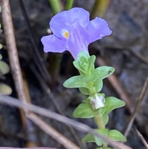 Thyridia repens at Wollumboola, NSW - 27 Jan 2023