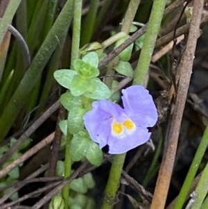 Thyridia repens at Wollumboola, NSW - 27 Jan 2023 06:09 PM