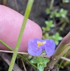 Thyridia repens at Wollumboola, NSW - 27 Jan 2023