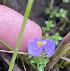 Thyridia repens at Wollumboola, NSW - 27 Jan 2023 06:09 PM