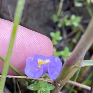 Thyridia repens at Wollumboola, NSW - 27 Jan 2023