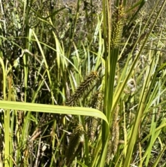 Carex fascicularis (Tassel Sedge) at Namadgi National Park - 5 Feb 2023 by Pirom